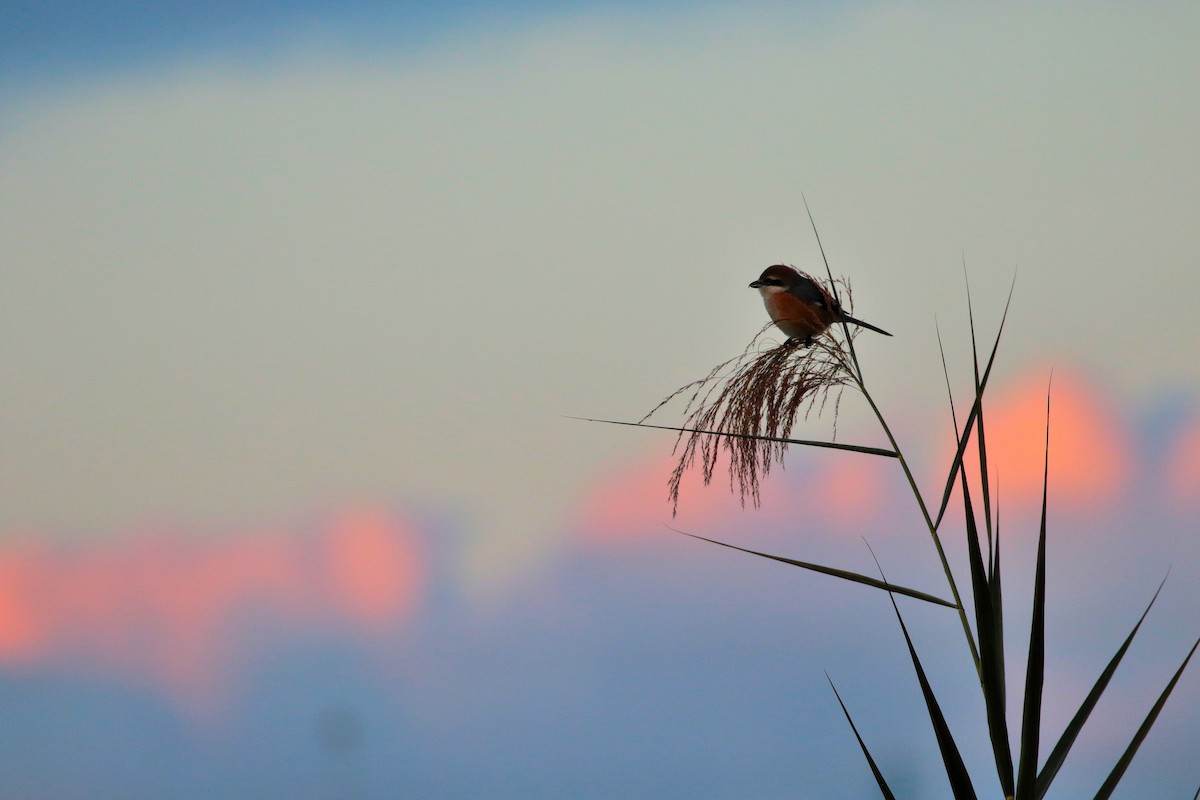 Bull-headed Shrike - ML528817211