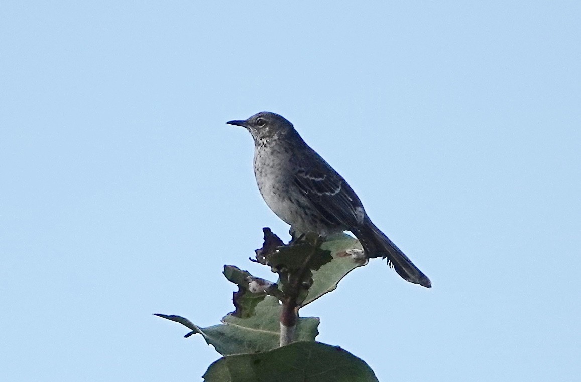 Bahama Mockingbird - Barbara Stewman