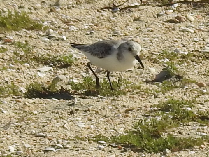 Bécasseau sanderling - ML528817441