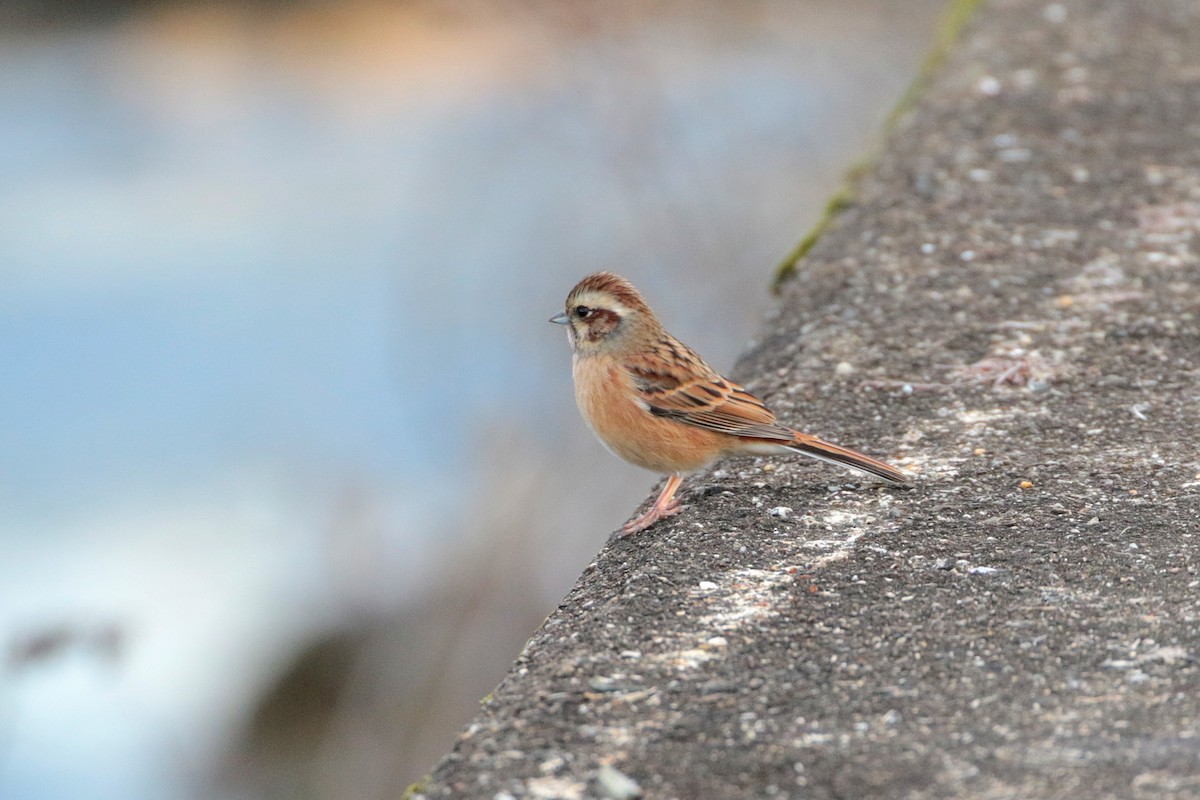 Meadow Bunting - Atsushi Shimazaki