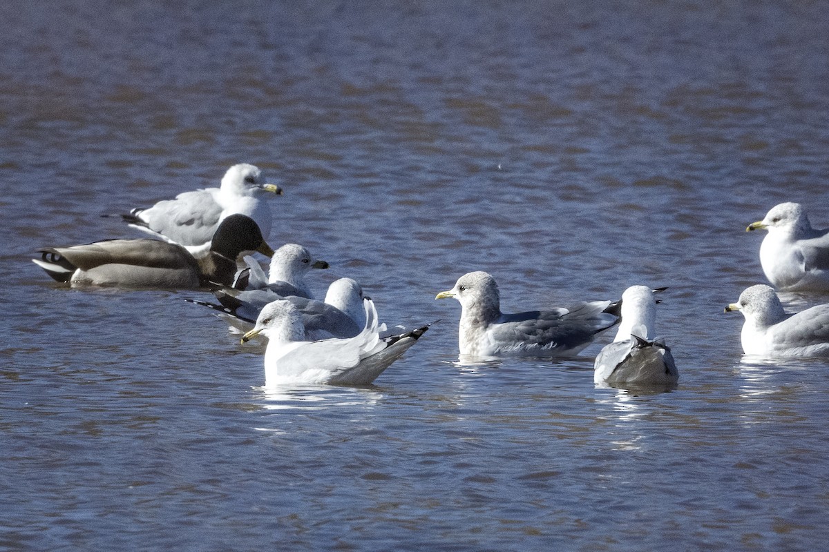 Short-billed Gull - ML528817731