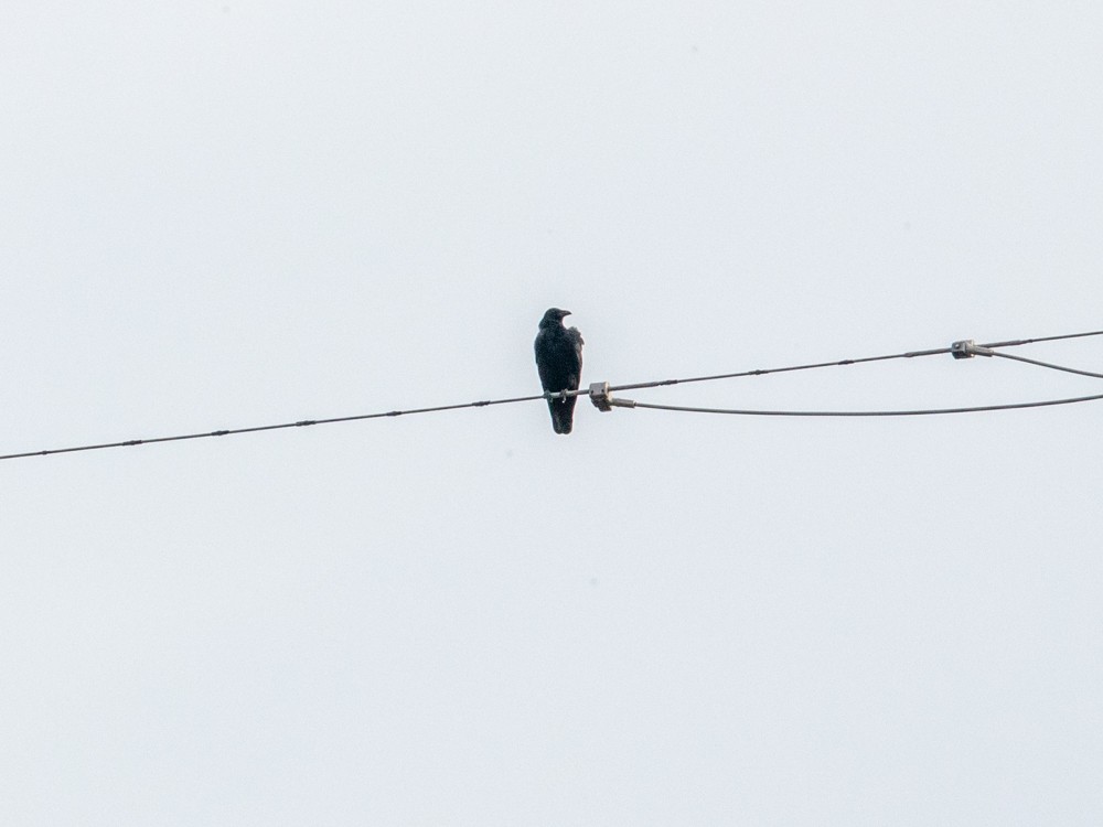 Large-billed Crow - ML528818911