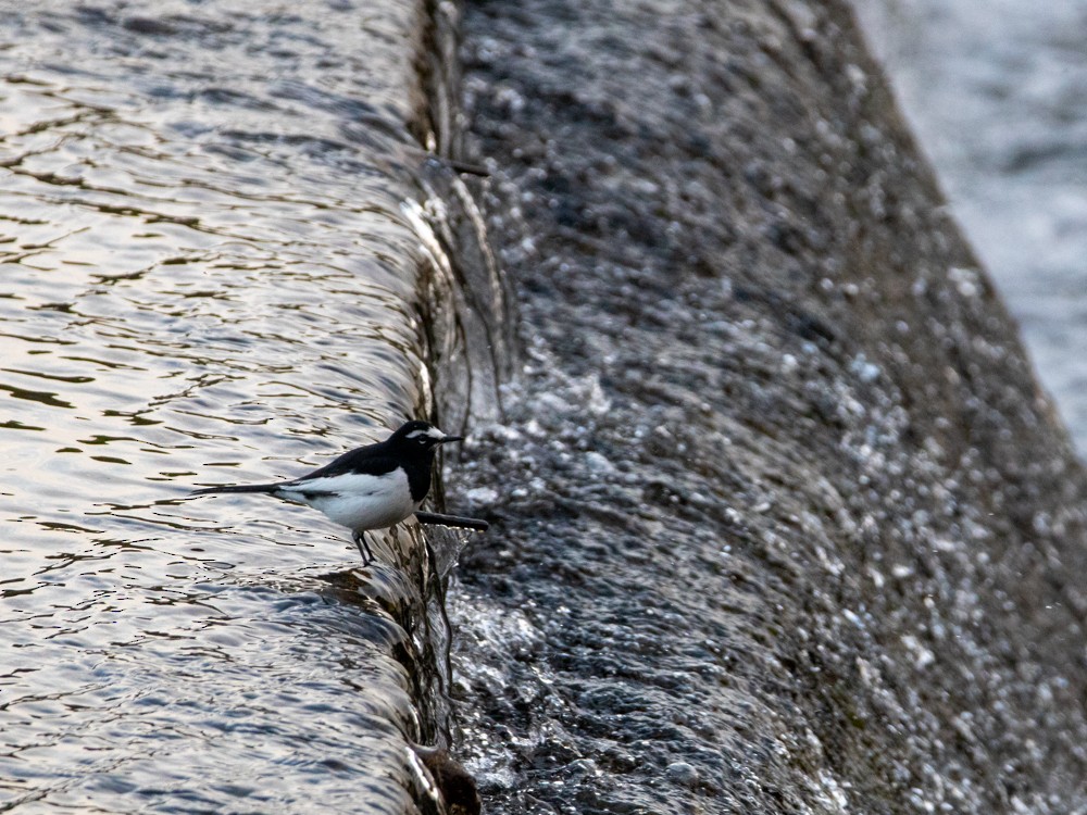 Japanese Wagtail - ML528819411