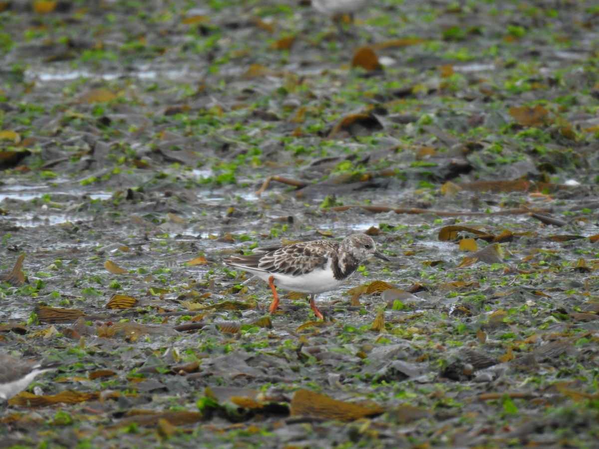 Ruddy Turnstone - ML528820531