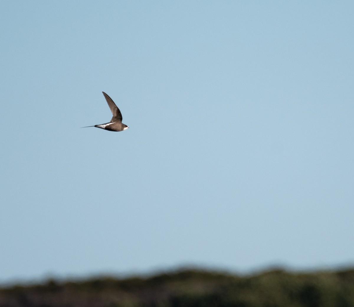 White-throated Needletail - ML528822061