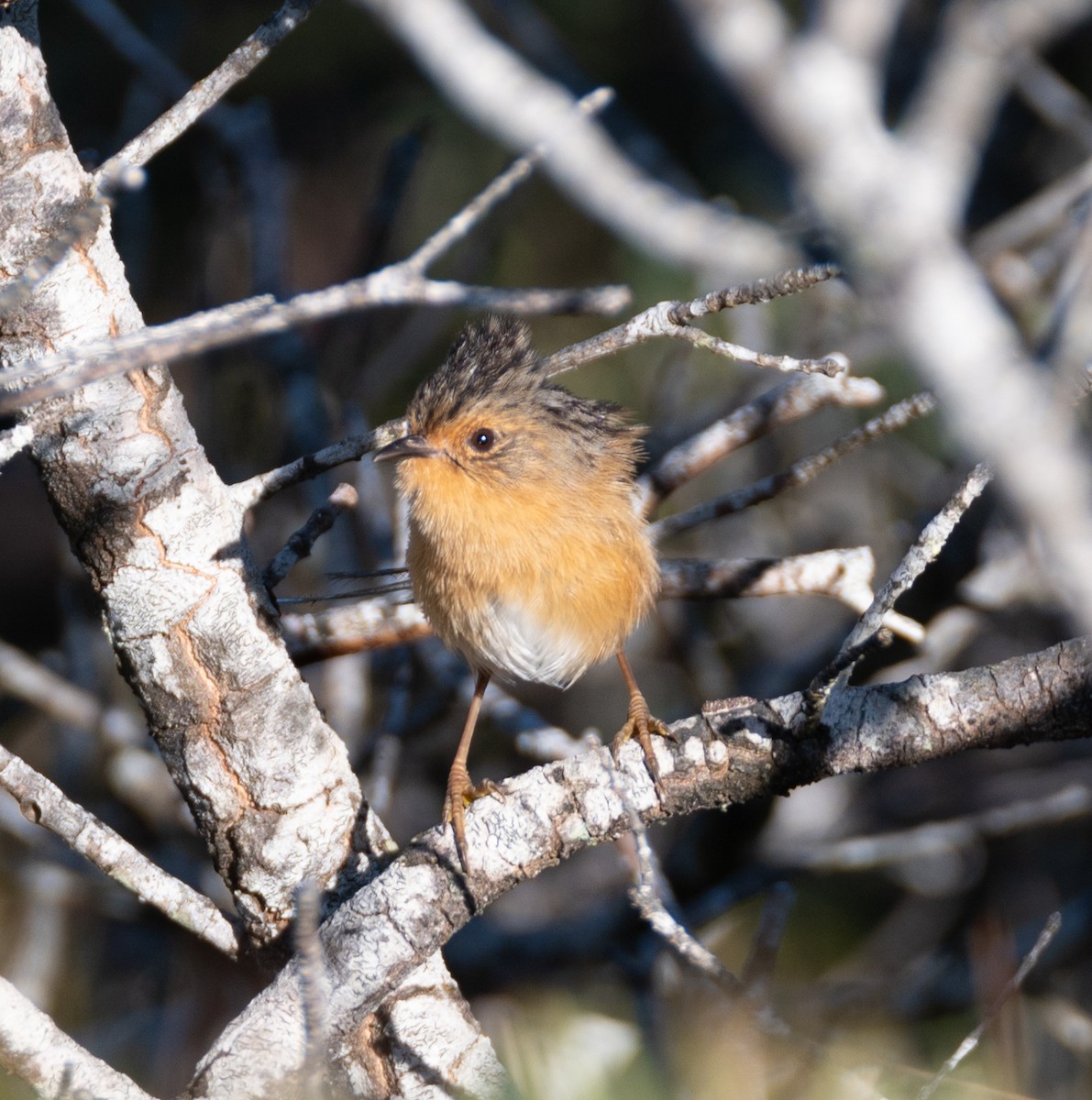 Southern Emuwren - ML528822171