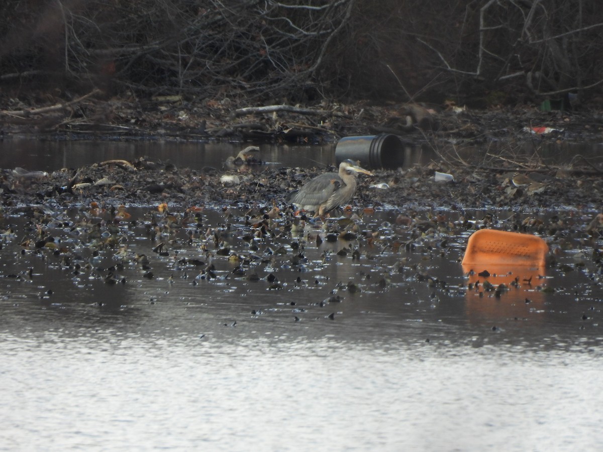 Great Blue Heron - ML528824281