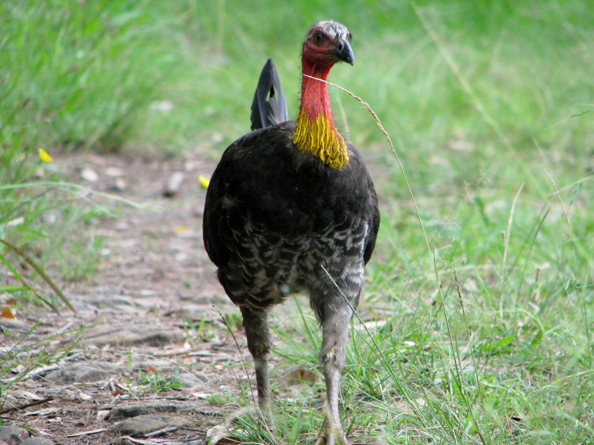 Australian Brushturkey - ML528824641