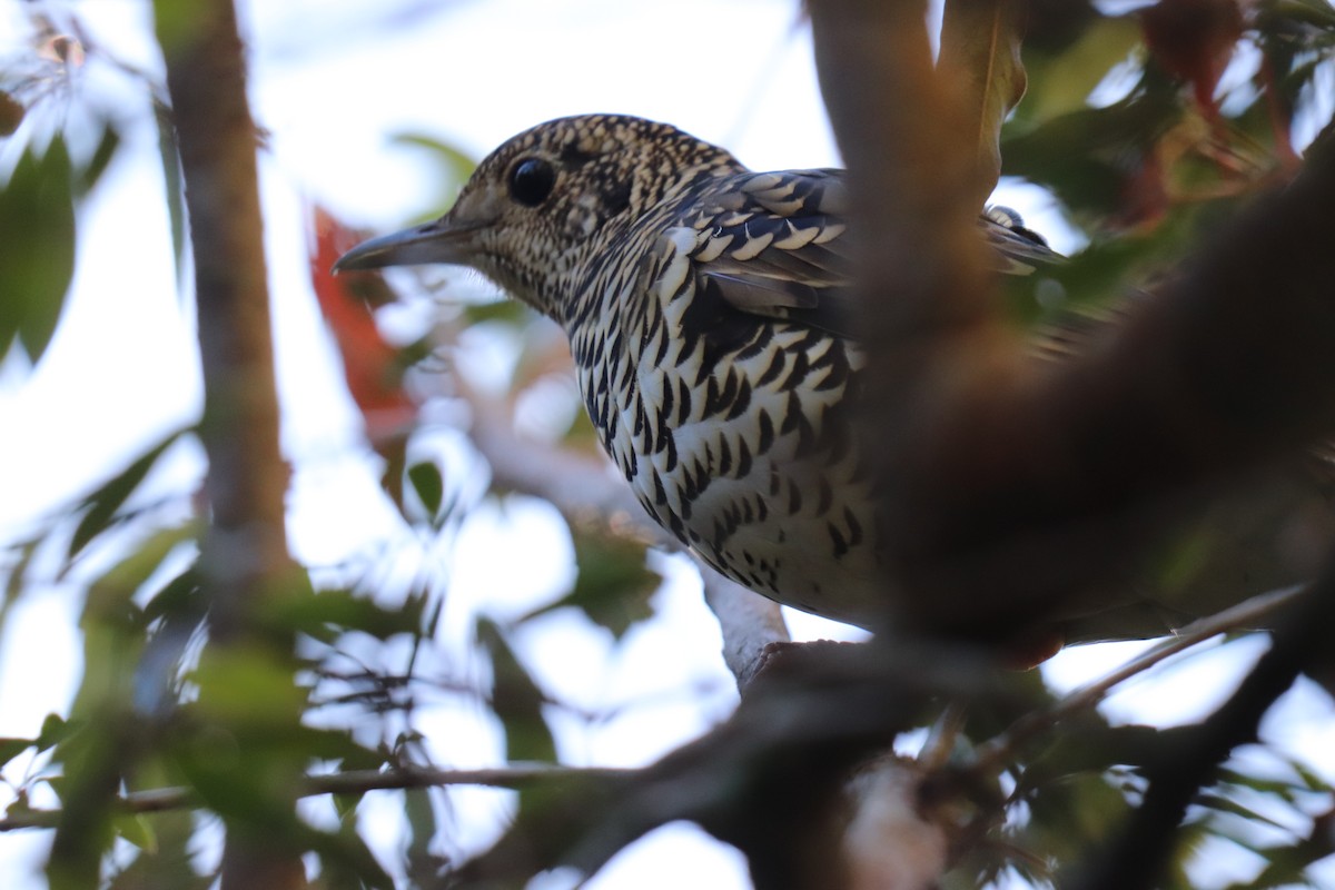 White's Thrush - RIIO LU