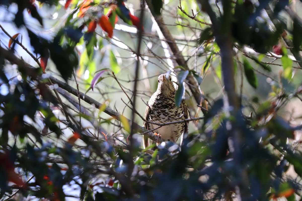 White's Thrush - RIIO LU