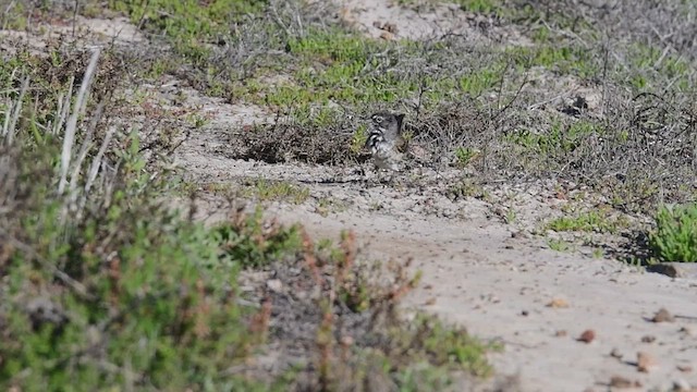 Bruant de Bell (clementeae) - ML528825481