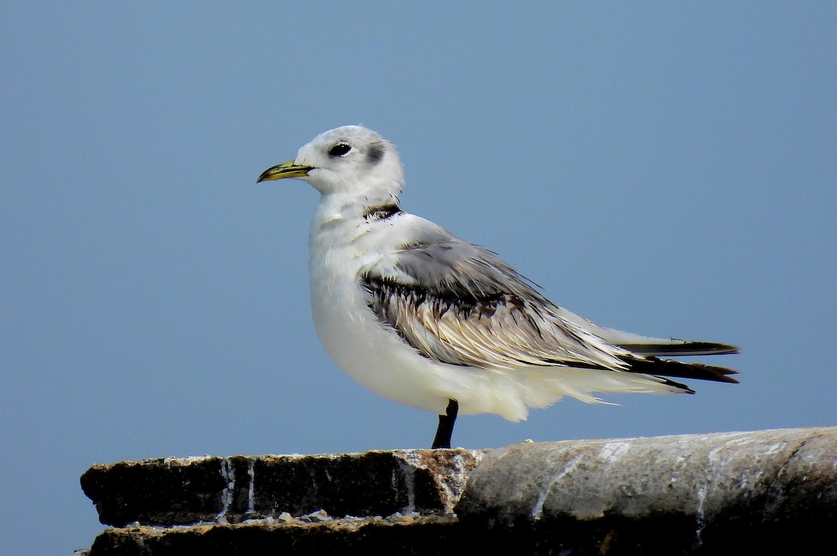 Mouette tridactyle - ML528825511