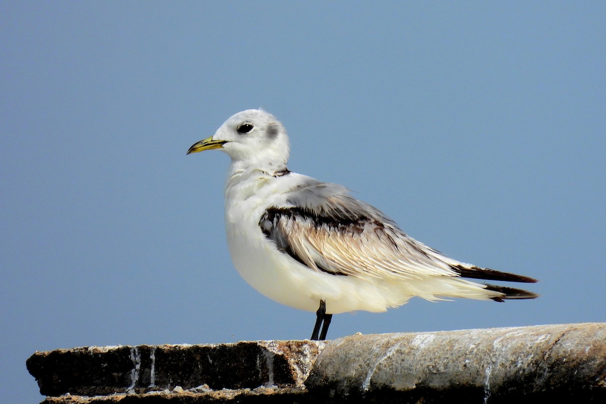 Mouette tridactyle - ML528825521