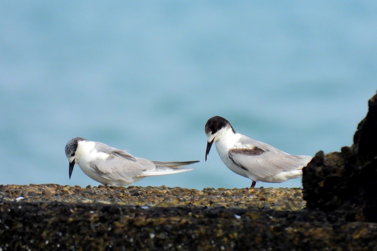 Whiskered Tern - ML528825571