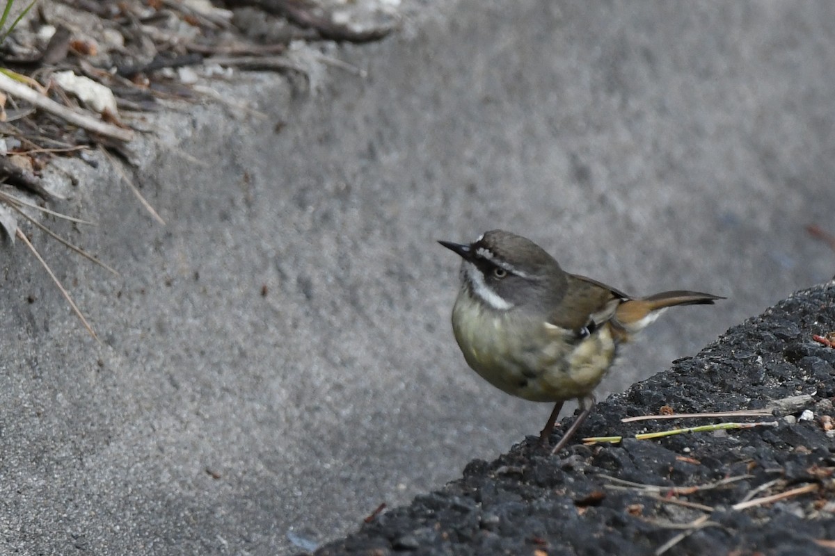 White-browed Scrubwren - ML528826061
