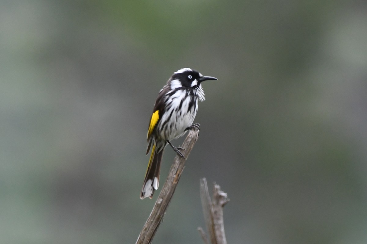New Holland Honeyeater - ML528826071