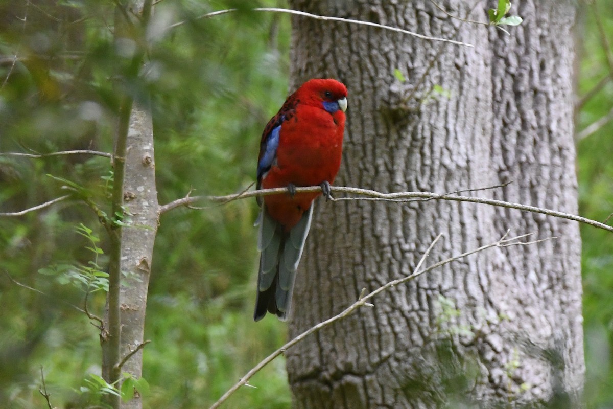 Crimson Rosella (Crimson) - ML528826091