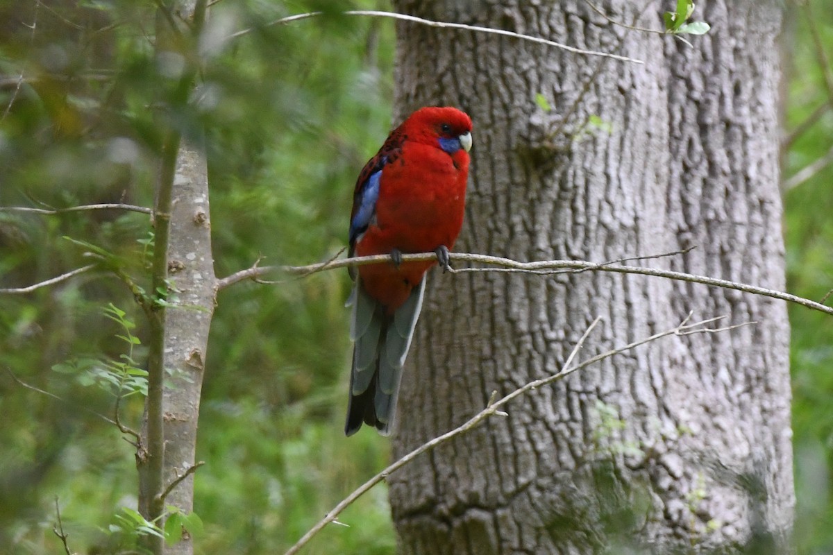 アカクサインコ（elegans グループ） - ML528826091