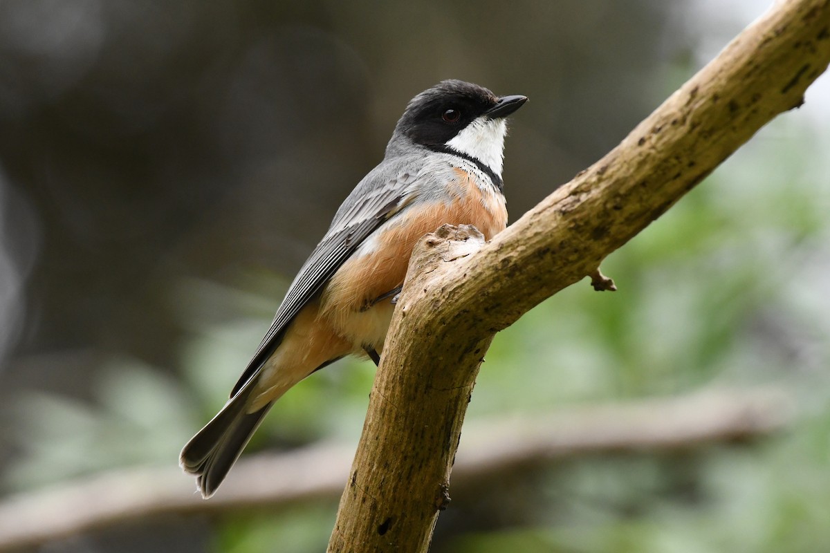 Rufous Whistler - ML528826141