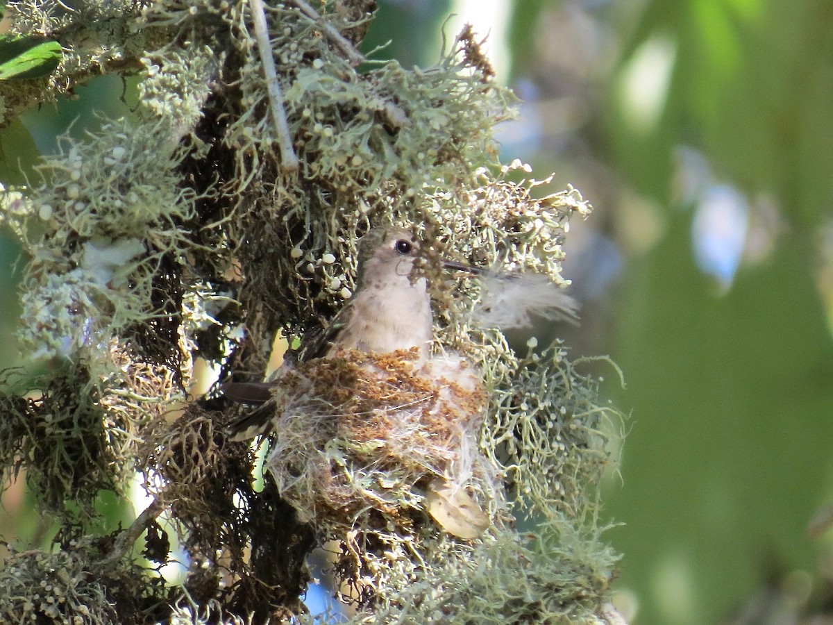 Black-chinned Hummingbird - ML52882741