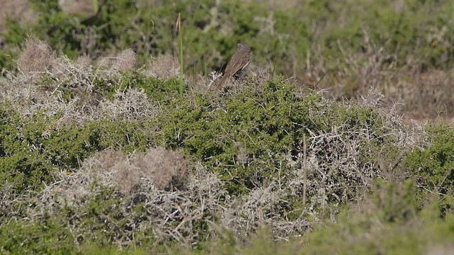 Bruant de Bell (clementeae) - ML528827991