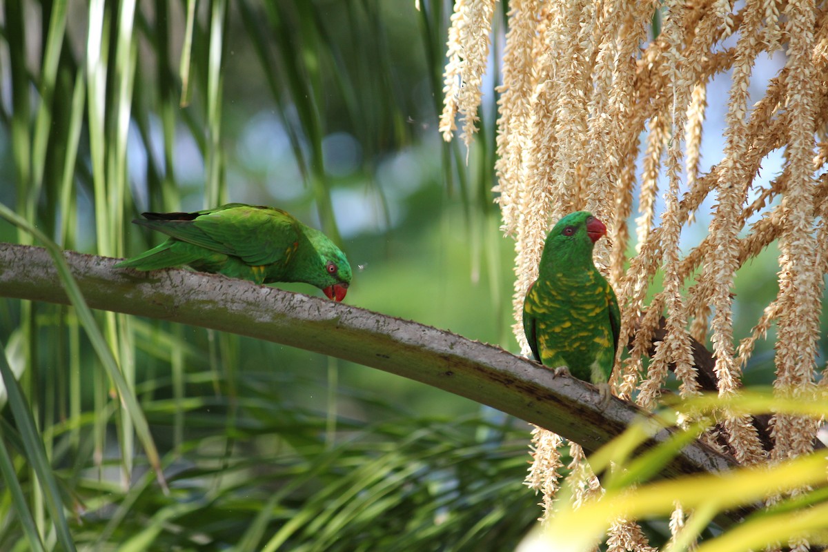 Scaly-breasted Lorikeet - Rolo Rodsey