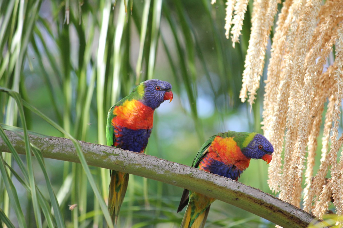 Rainbow Lorikeet - Rolo Rodsey