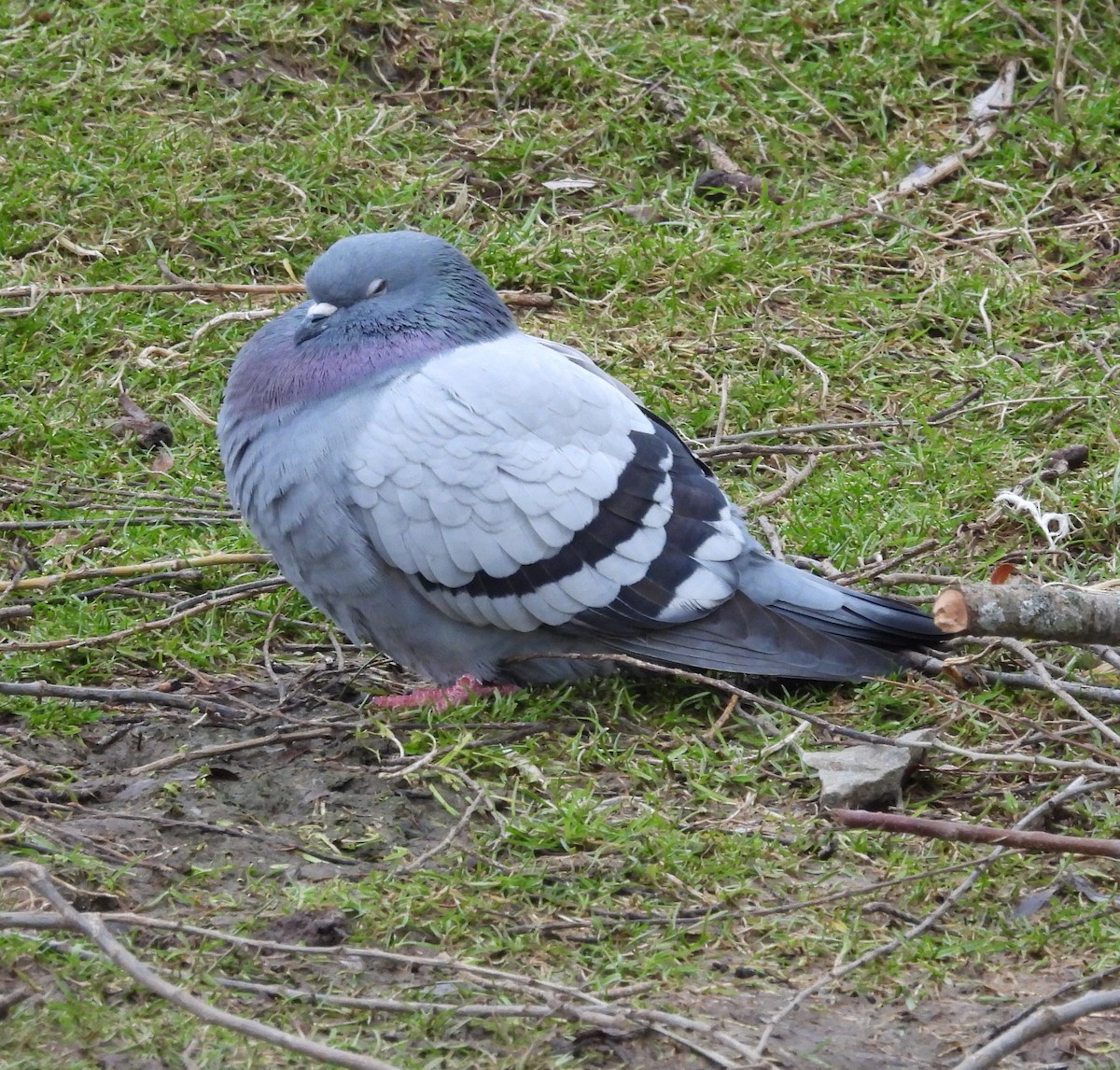 Pigeon biset (forme domestique) - ML528829481