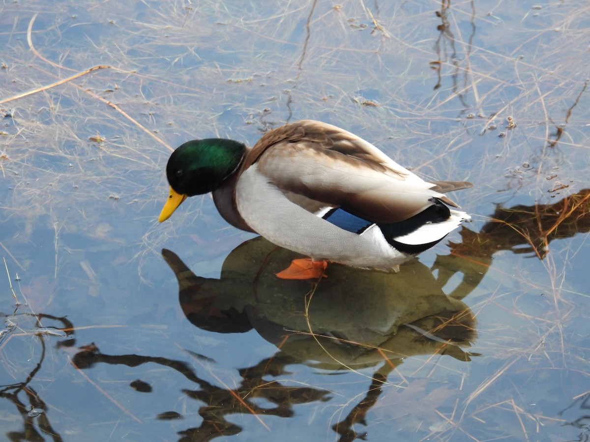 Canard colvert - ML528830171