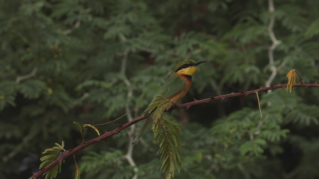 Little Bee-eater - ML528832621