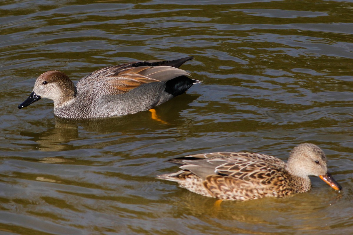 Gadwall - ML528833431