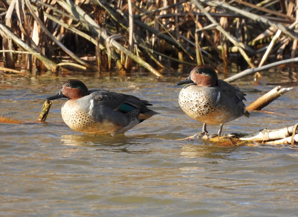 Green-winged Teal - Corvus 𓄿