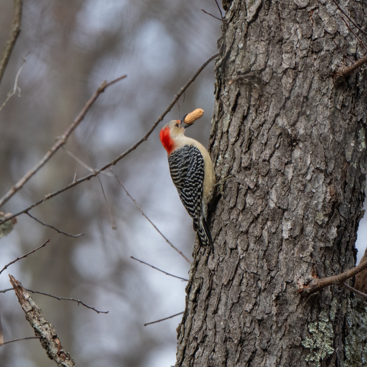 Red-bellied Woodpecker - Richard Leonard