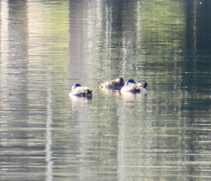 Ruddy Duck - ML528834291