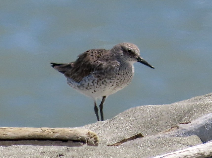 Red Knot - Chris  Brobin