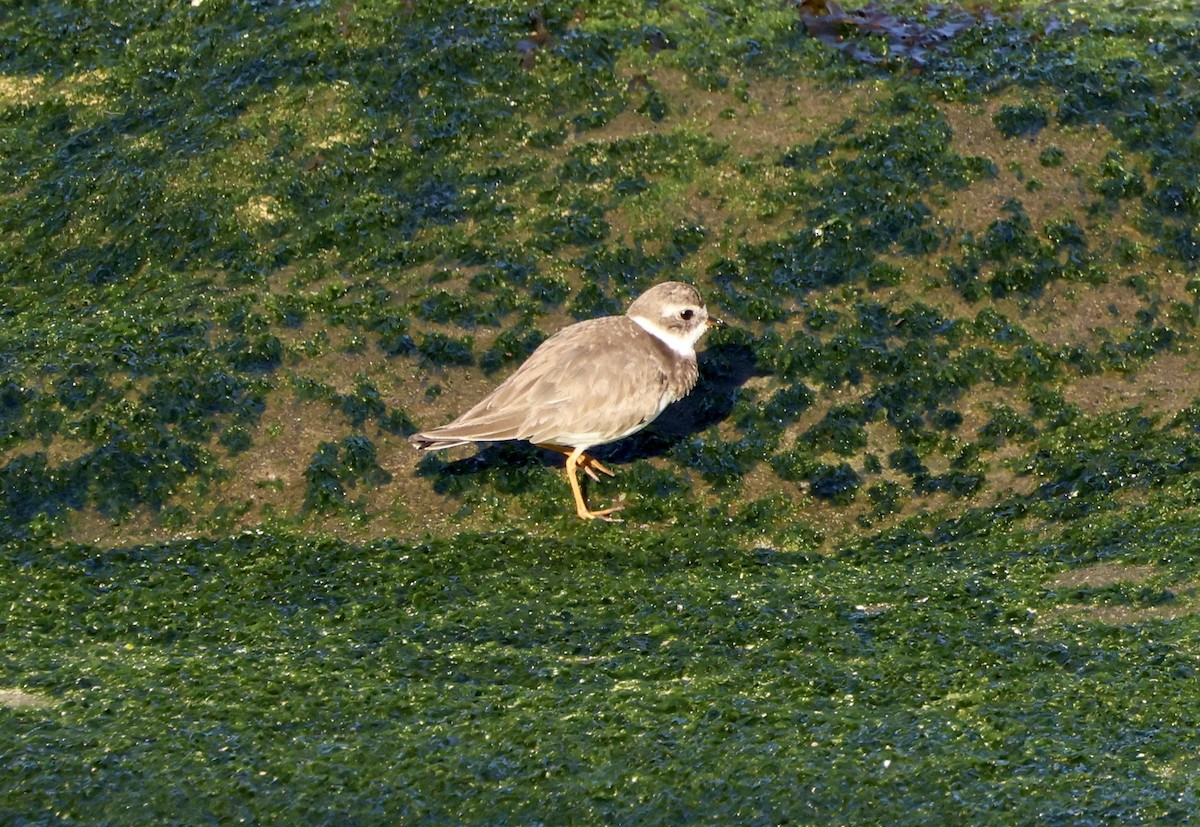 Semipalmated Plover - ML528838121