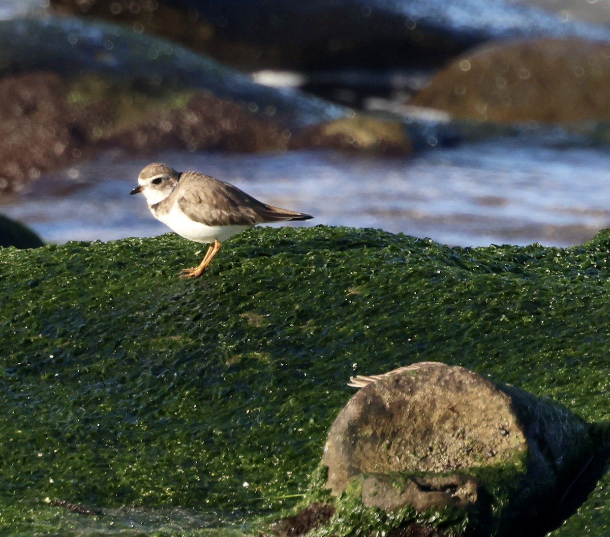 Semipalmated Plover - ML528838131