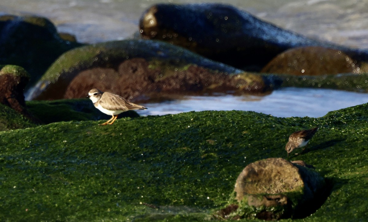 Semipalmated Plover - ML528838141