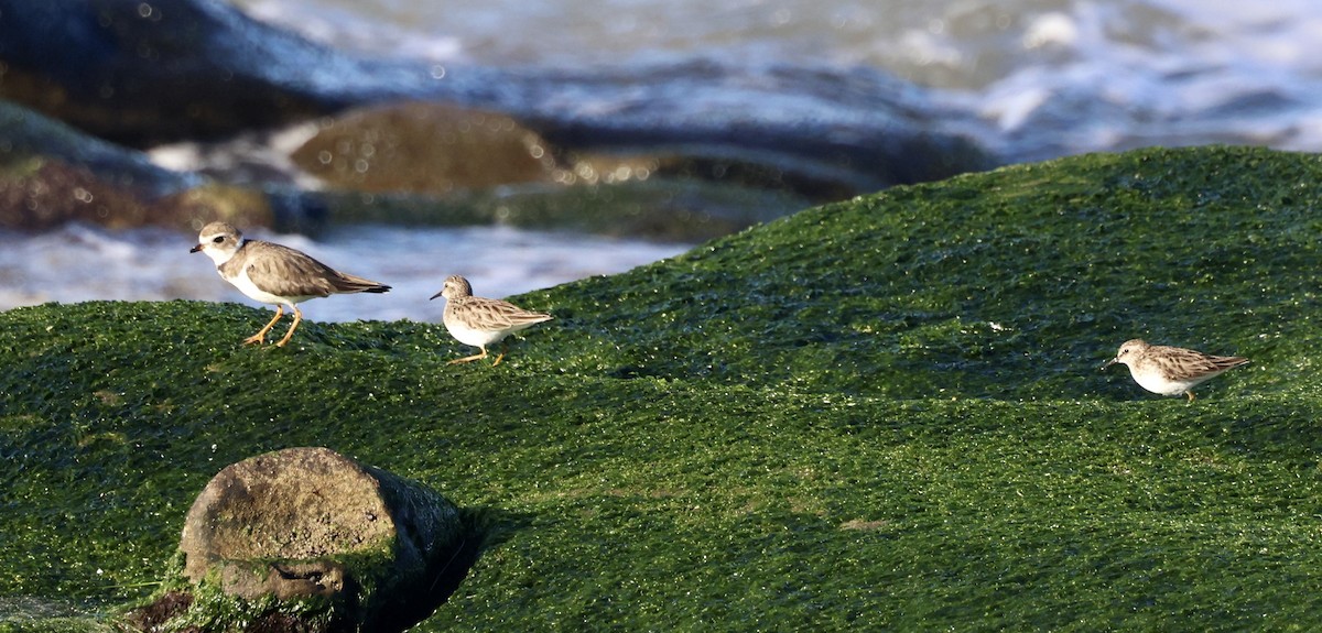 Semipalmated Plover - ML528838151