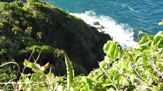 Red-billed Tropicbird - ML528838531