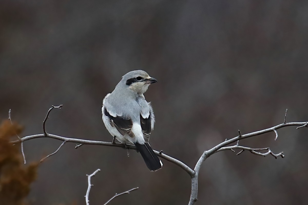 Northern Shrike - Anthony Macchiarola