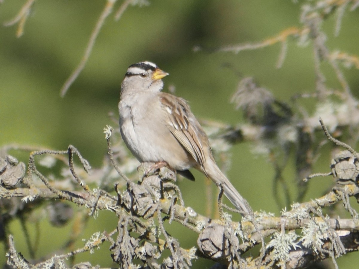 White-crowned Sparrow - ML528840081