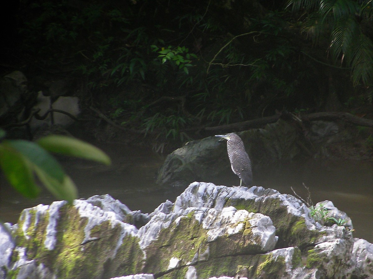 Fasciated Tiger-Heron - ML528840931