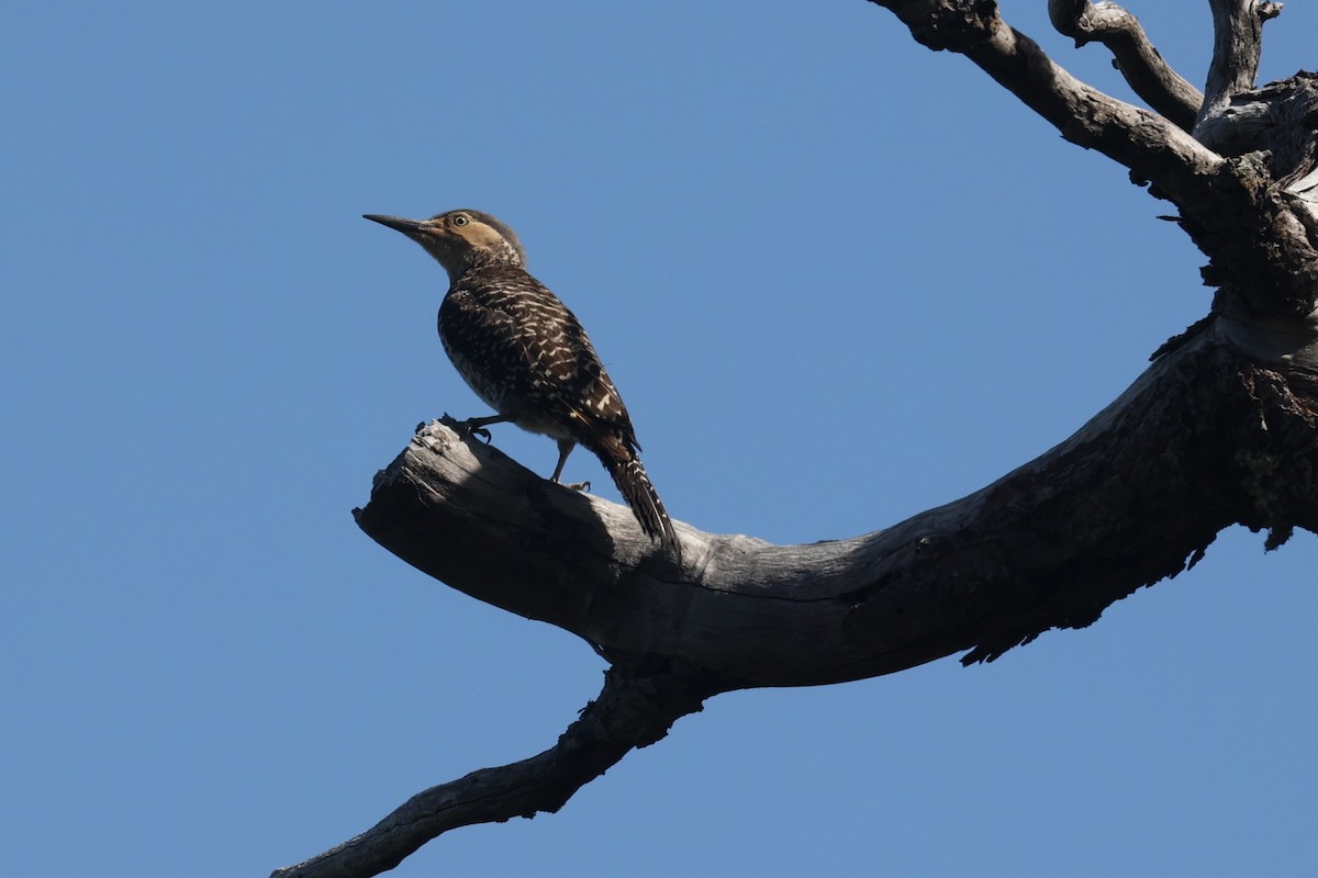 Chilean Flicker - Brendan  Fogarty