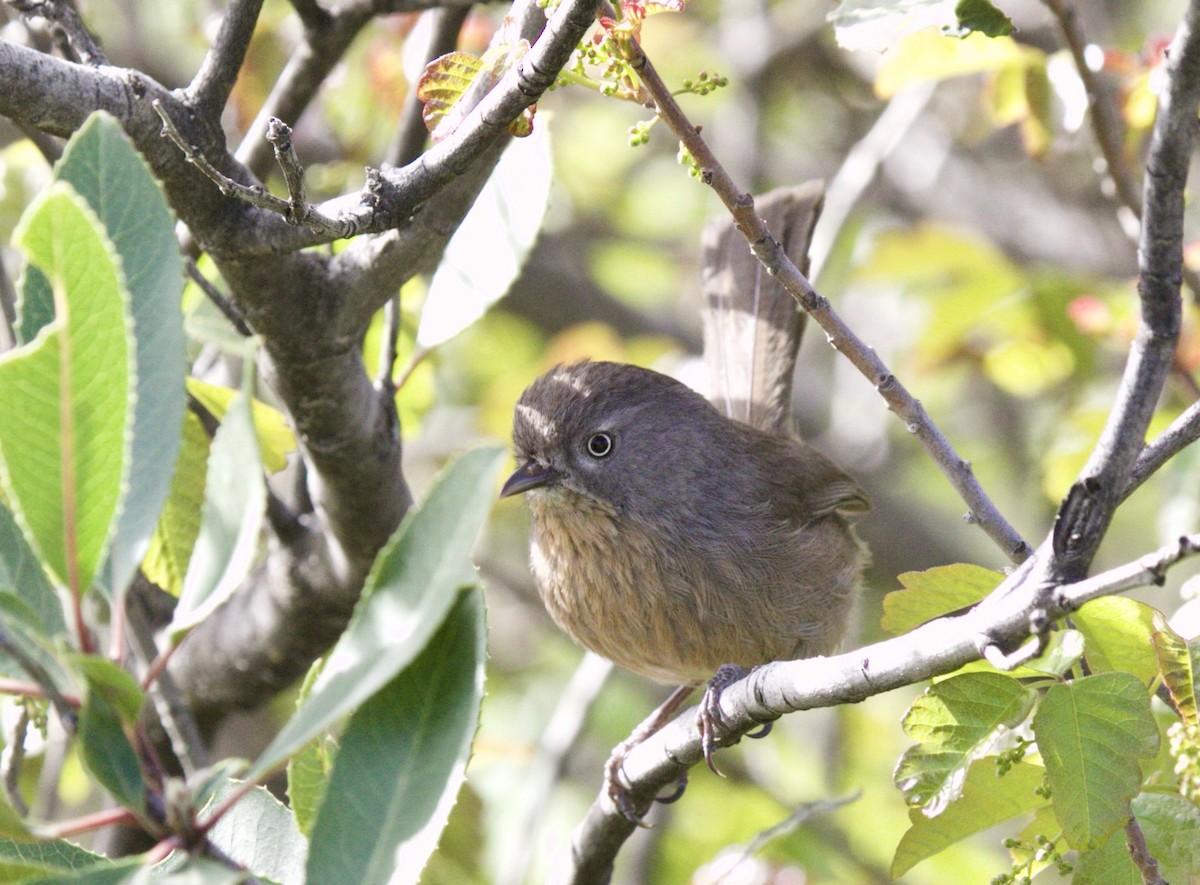 Wrentit - ML52884281