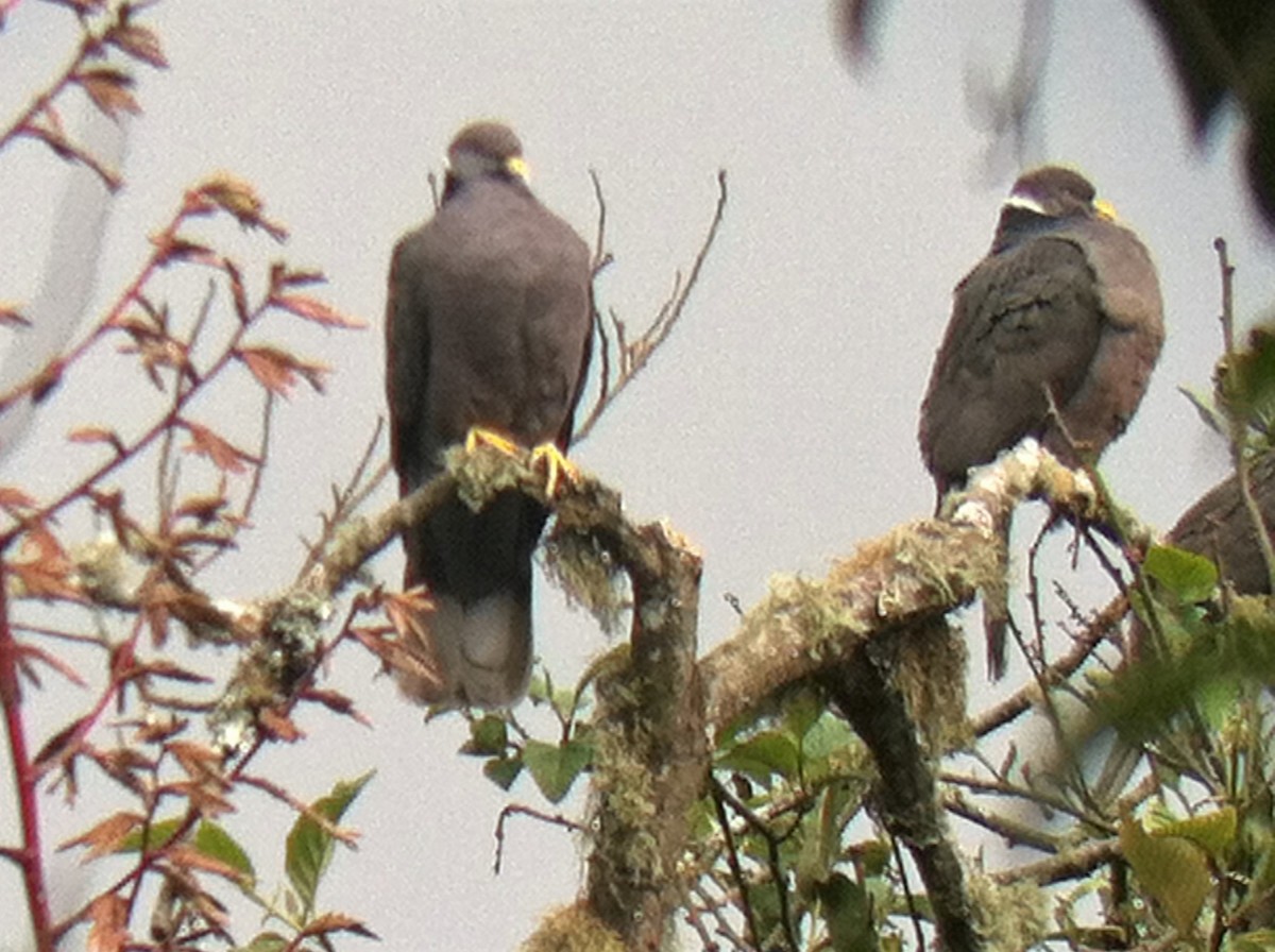 Band-tailed Pigeon (White-necked) - Audrey Whitlock