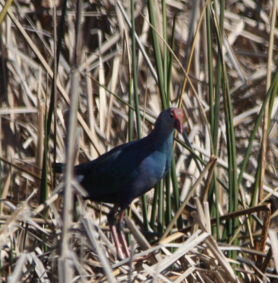 Gray-headed Swamphen - ML528843791