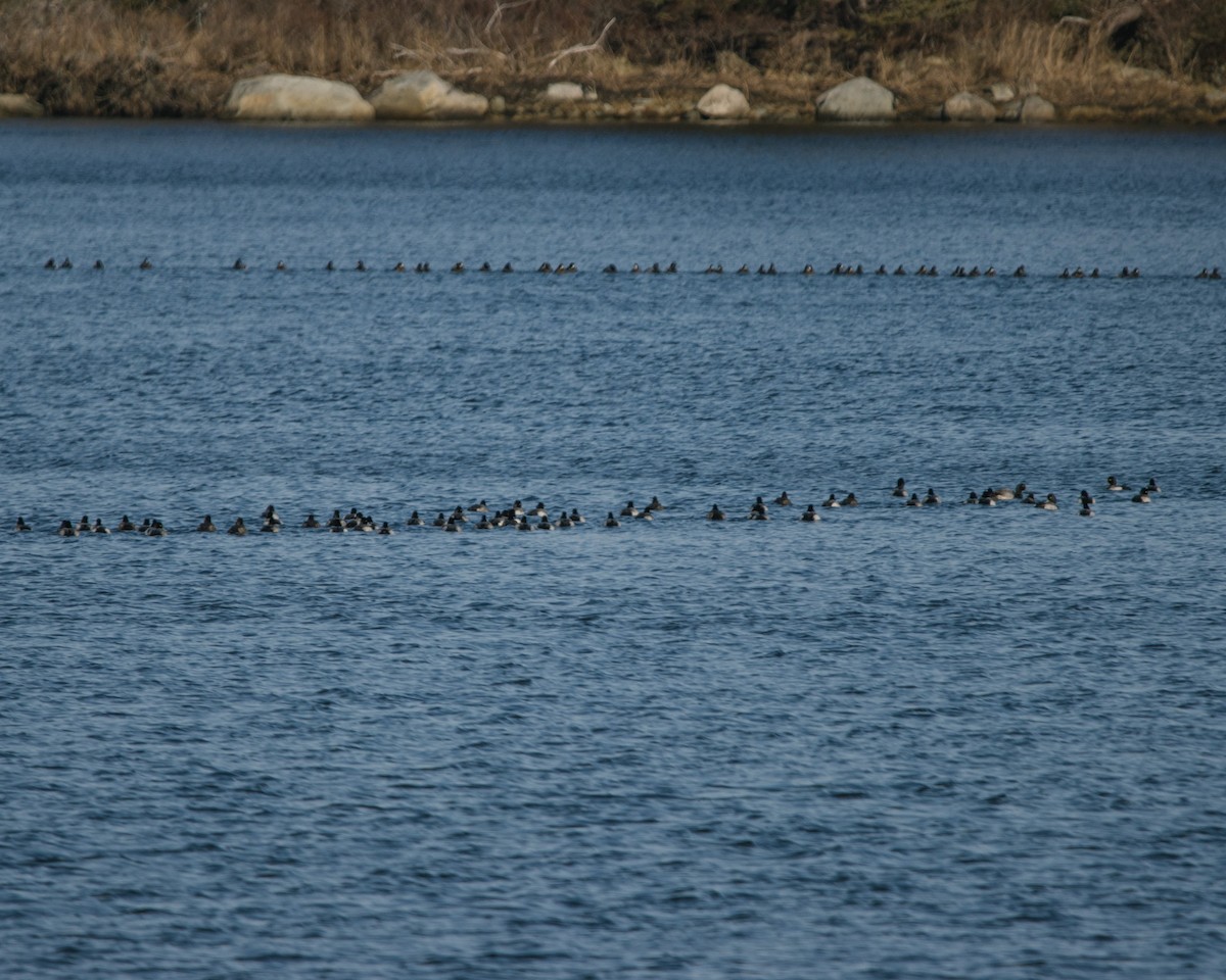 Lesser Scaup - ML528845231