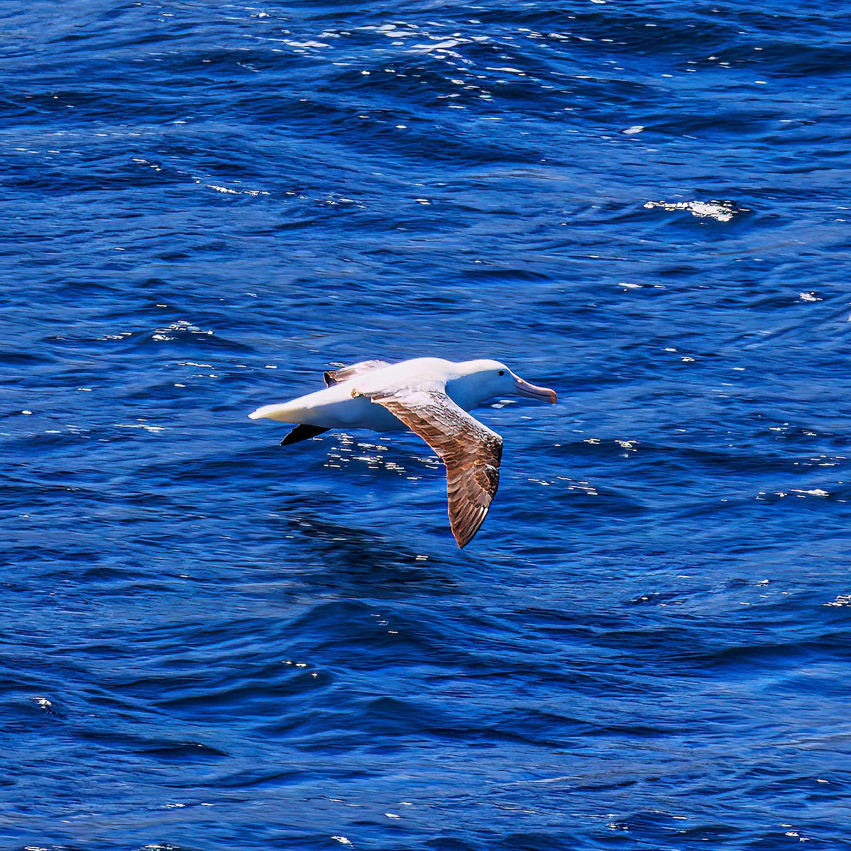 Northern/Southern Royal Albatross - ML528847941