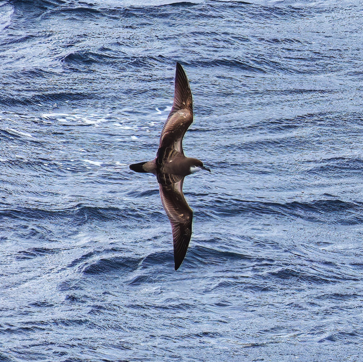 Buller's Shearwater - ML528848011